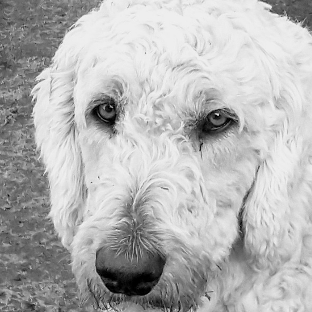 Meet your Posher, Sadie